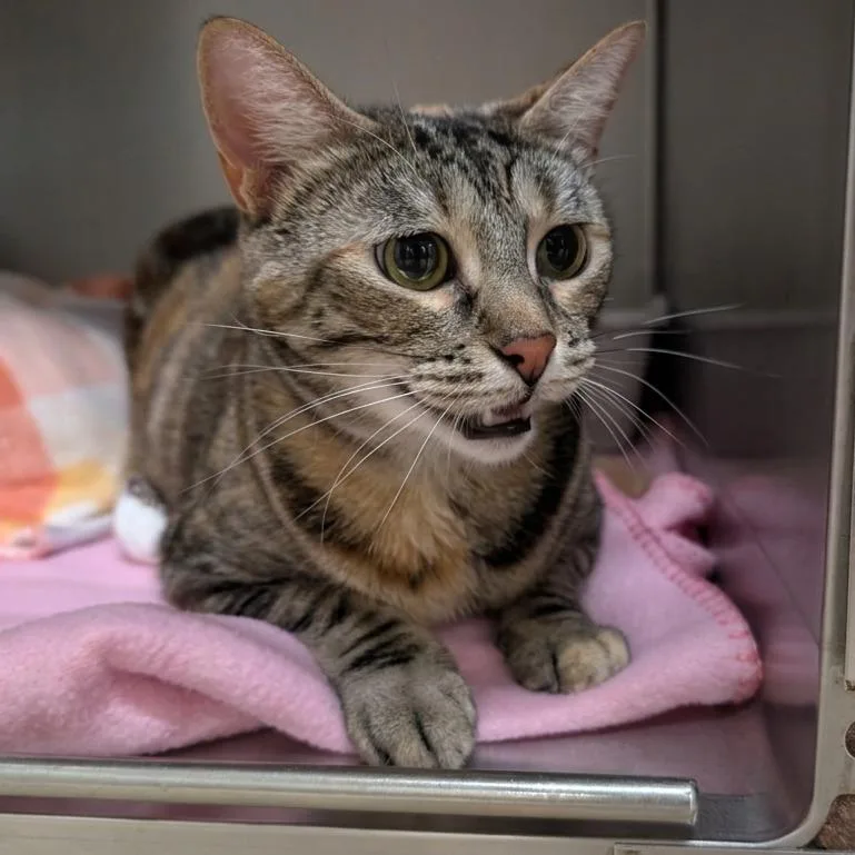 An adult large-sized female Brown / Chocolate Domestic Short Hair cat named Amelia for adoption in Titusville, FL