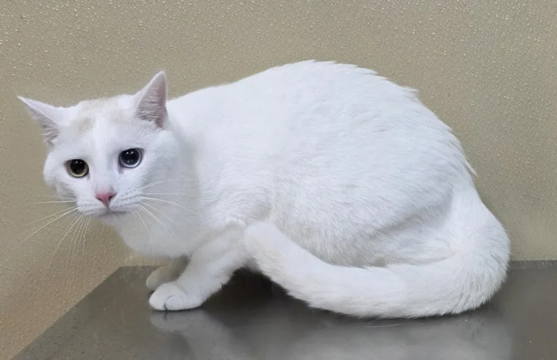 A young medium-sized male Domestic Short Hair cat named Buddy for adoption in Brainerd, MN