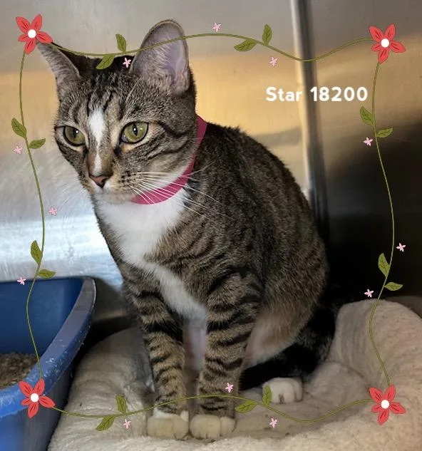 A young medium-sized female Tabby (Brown / Chocolate) Domestic Short Hair cat named Star for adoption in Marietta, GA