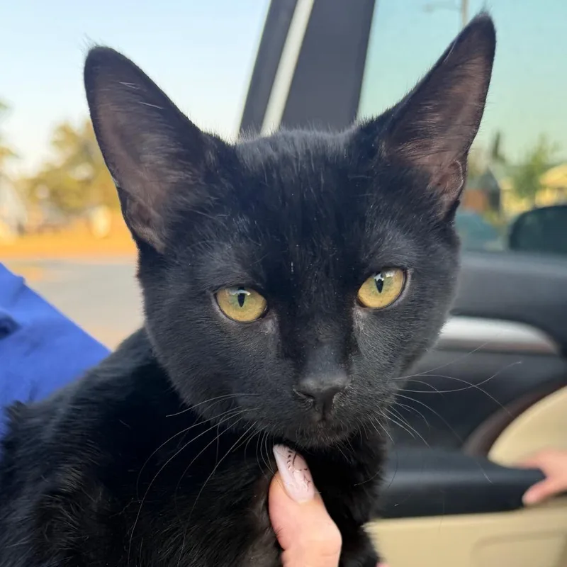 A baby small-sized male Black Domestic Short Hair cat named Khat Drogo for adoption in Midland, TX