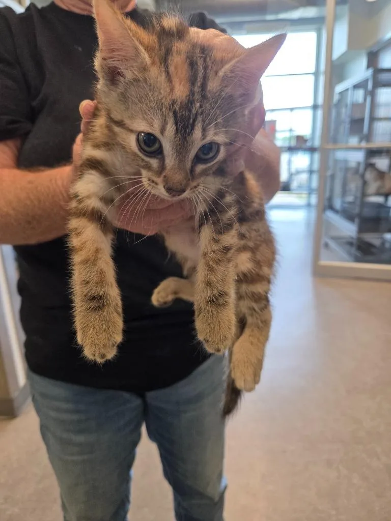 A baby small-sized female Domestic Short Hair cat named Cinderella for adoption in Bossier City, LA