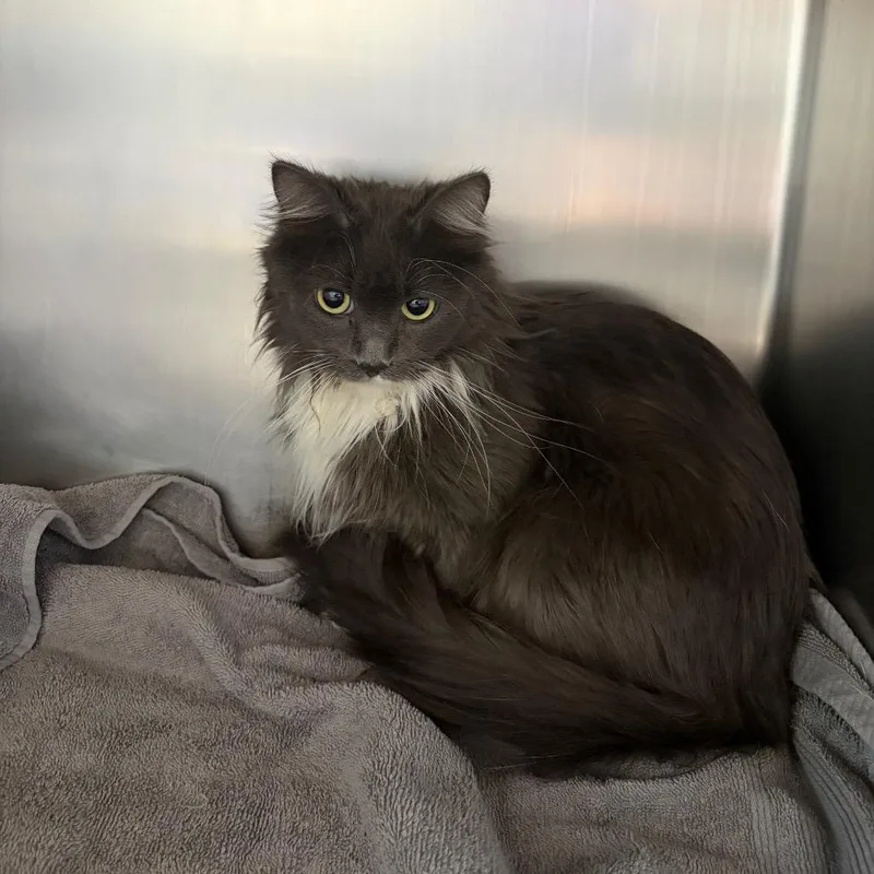 An adult medium-sized female Gray / Blue / Silver Domestic Long Hair cat named Elves for adoption in Council Bluffs, IA