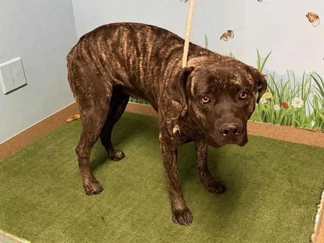 A young large-sized female Cane Corso dog named Nutella for adoption in Castaic, CA