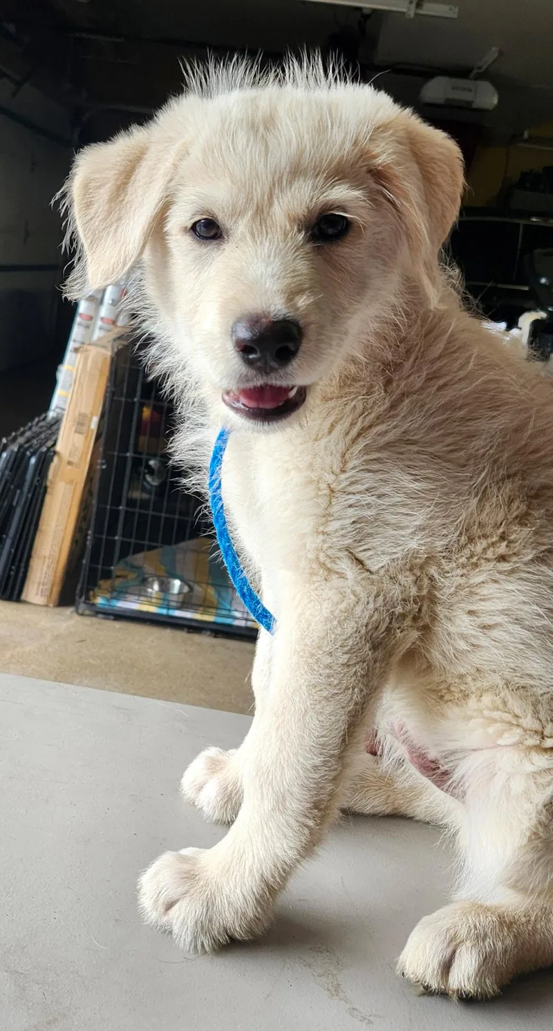 A baby medium-sized male Great Pyrenees dog named Largo for adoption in Hillside, IL