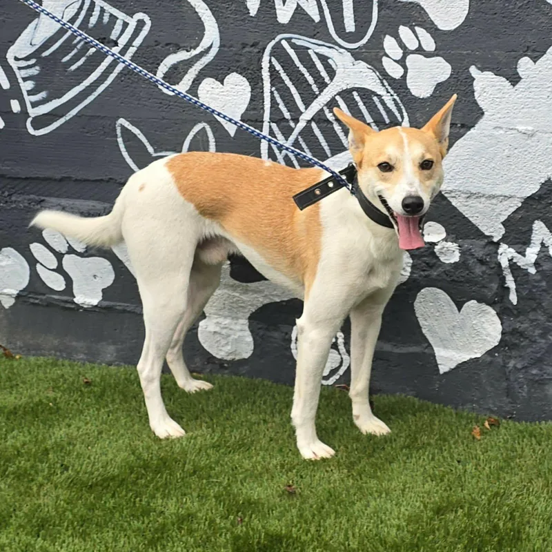 A young medium-sized male Terrier dog named Goose for adoption in Newport, TN