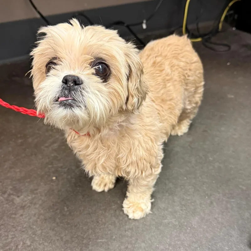 A senior small-sized male White / Cream Shih Tzu dog named Bartholomew for adoption in Norman, OK