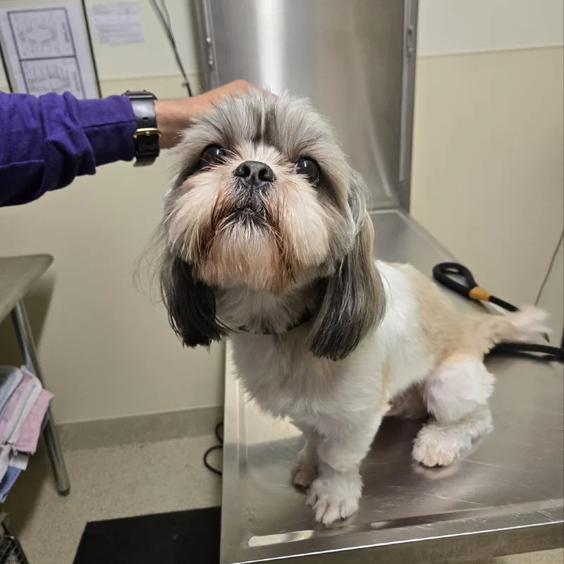 An adult small-sized male White / Cream Shih Tzu dog named Carmine aka Pablo for adoption in Briarcliff Manor, NY