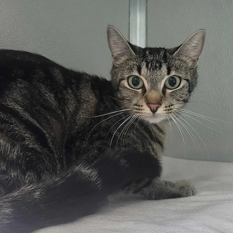 An adult medium-sized female Gray / Blue / Silver Domestic Short Hair cat named Misty for adoption in Chattanooga, TN