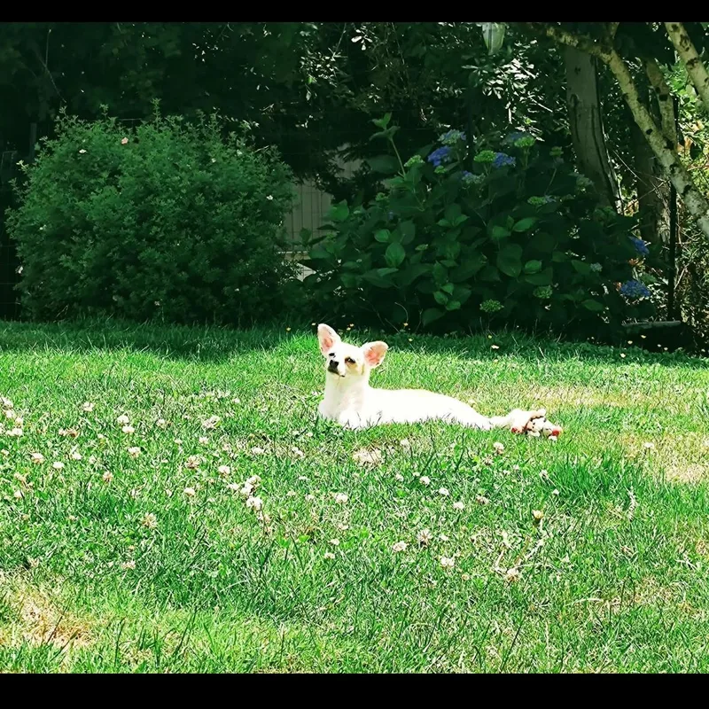 Stella