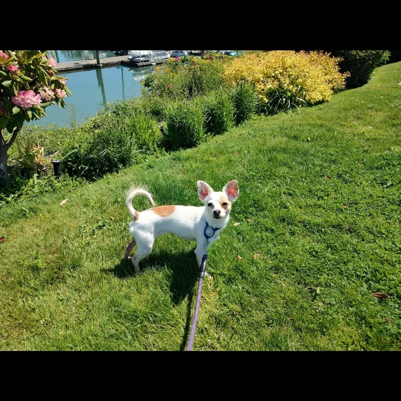 Stella thumbnail 2