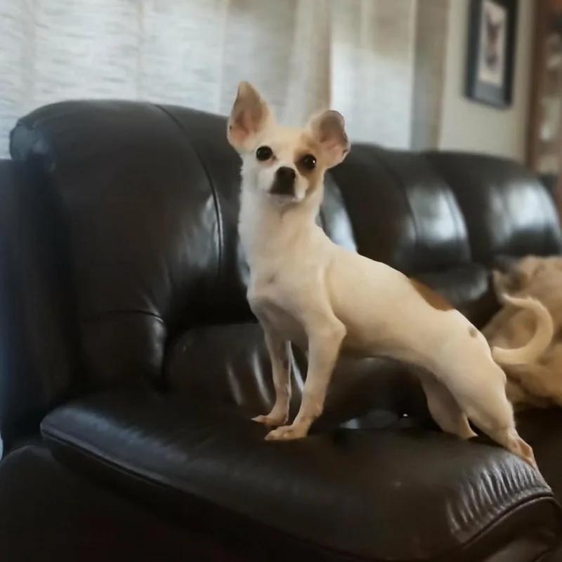 Stella thumbnail 3