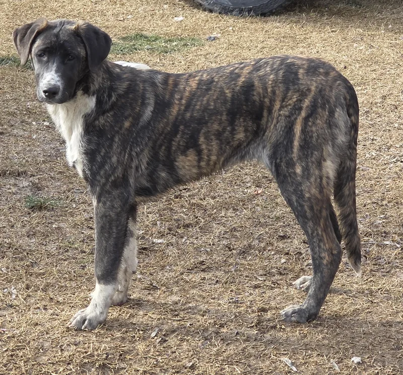 A baby large-sized female Brindle Anatolian Shepherd dog named Bree for adoption in AUBURN, WA