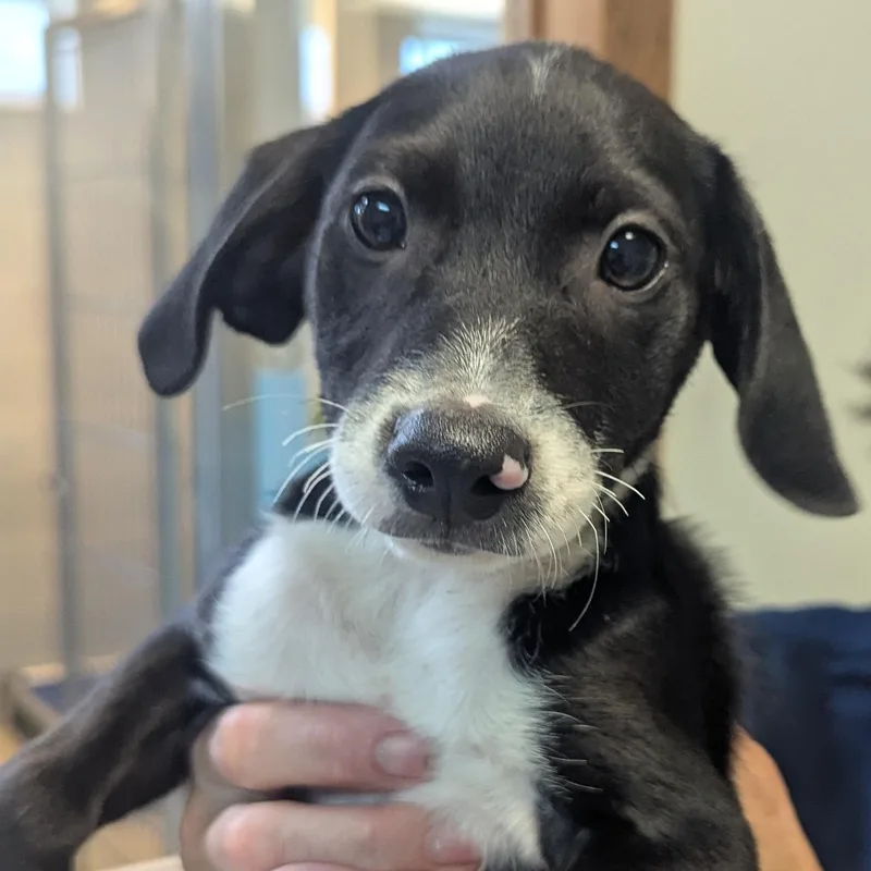 A baby medium-sized male Mixed Breed dog named Biggie for adoption in Fenton, MI