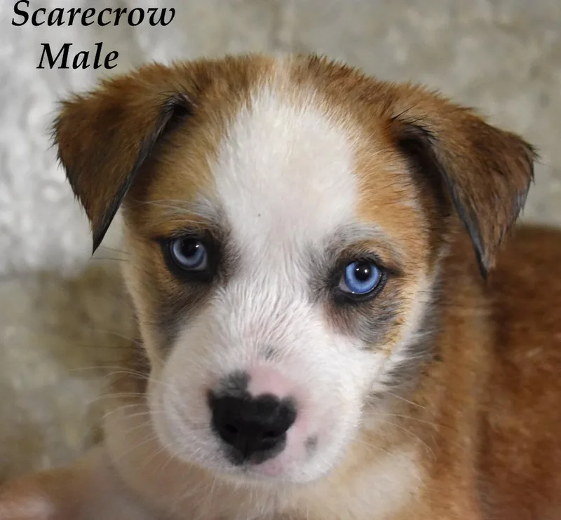 A baby large-sized male Husky dog named Scarecrow for adoption in Springfield, OH
