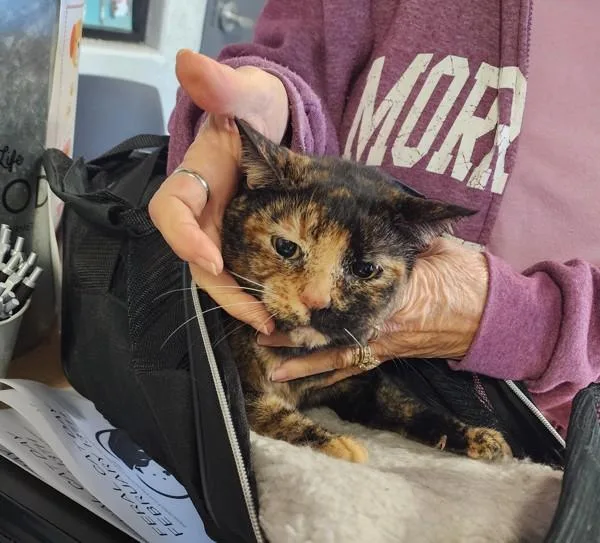A senior small-sized female Domestic Short Hair cat named Daisy for adoption in Tulare, CA