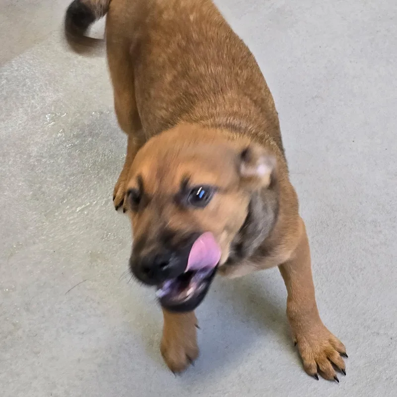 A baby medium-sized male Coonhound dog named Emilio for adoption in Glasgow, KY