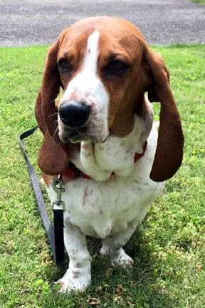 A young medium-sized female Basset Hound dog named Oakley for adoption in Mays Landing, NJ