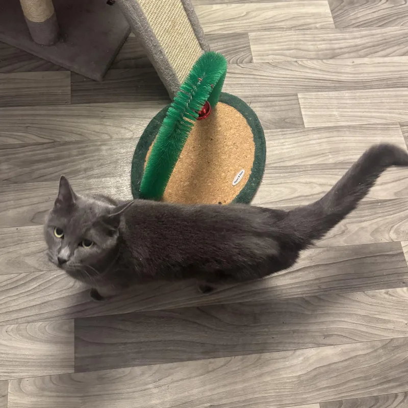 An adult medium-sized female Gray / Blue / Silver Russian Blue cat named Leia for adoption in Hamilton, NJ