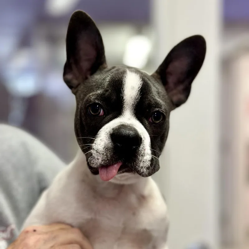 An adult small-sized male Brindle French Bulldog dog named Homer for adoption in Fresno, CA