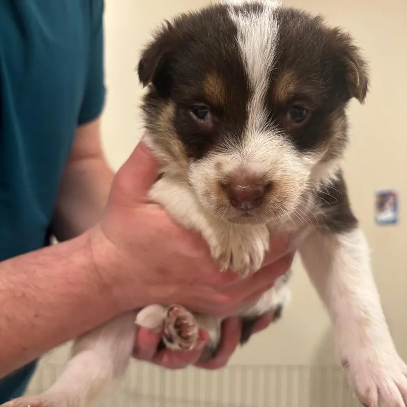 Marmalade Jelly thumbnail 2