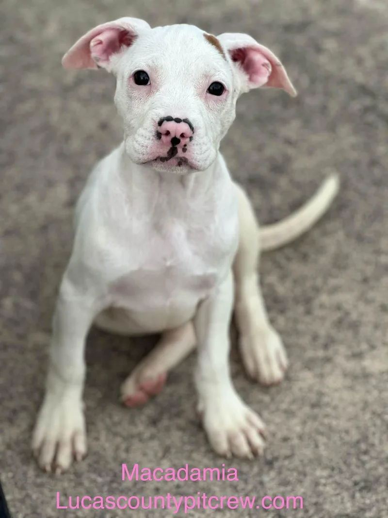 A baby medium-sized female White / Cream Pit Bull Terrier dog named Macadamia for adoption in Toledo, OH