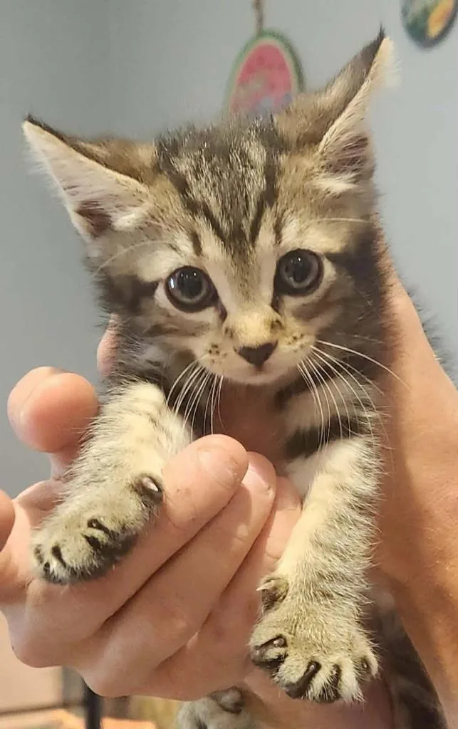 A baby small-sized female Domestic Short Hair cat named Trinity for adoption in Republic, MO