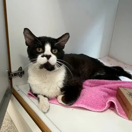 An adult small-sized male Domestic Medium Hair cat named Soul Surfer for adoption in Wheaton, IL