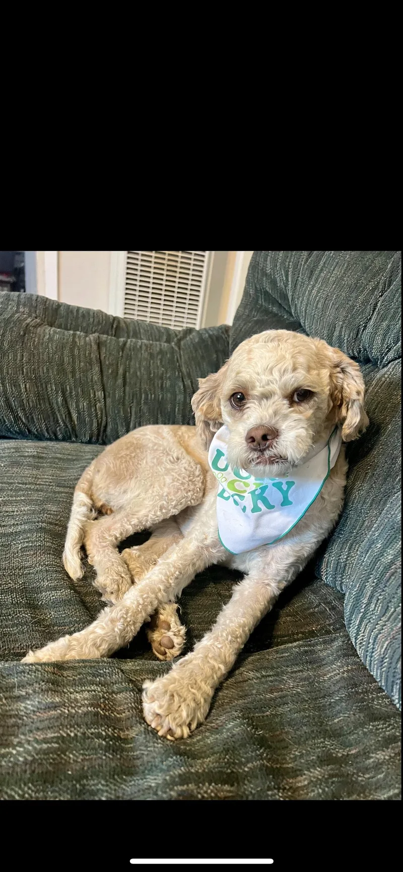 A young small-sized female Apricot / Beige Miniature Poodle dog named Roxy for adoption in Hamden, CT