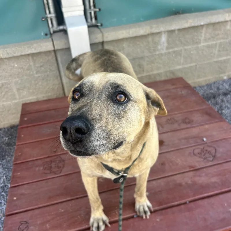 An adult large-sized female Yellow / Tan / Blond / Fawn Mixed Breed dog named Gretel for adoption in Asheville, NC
