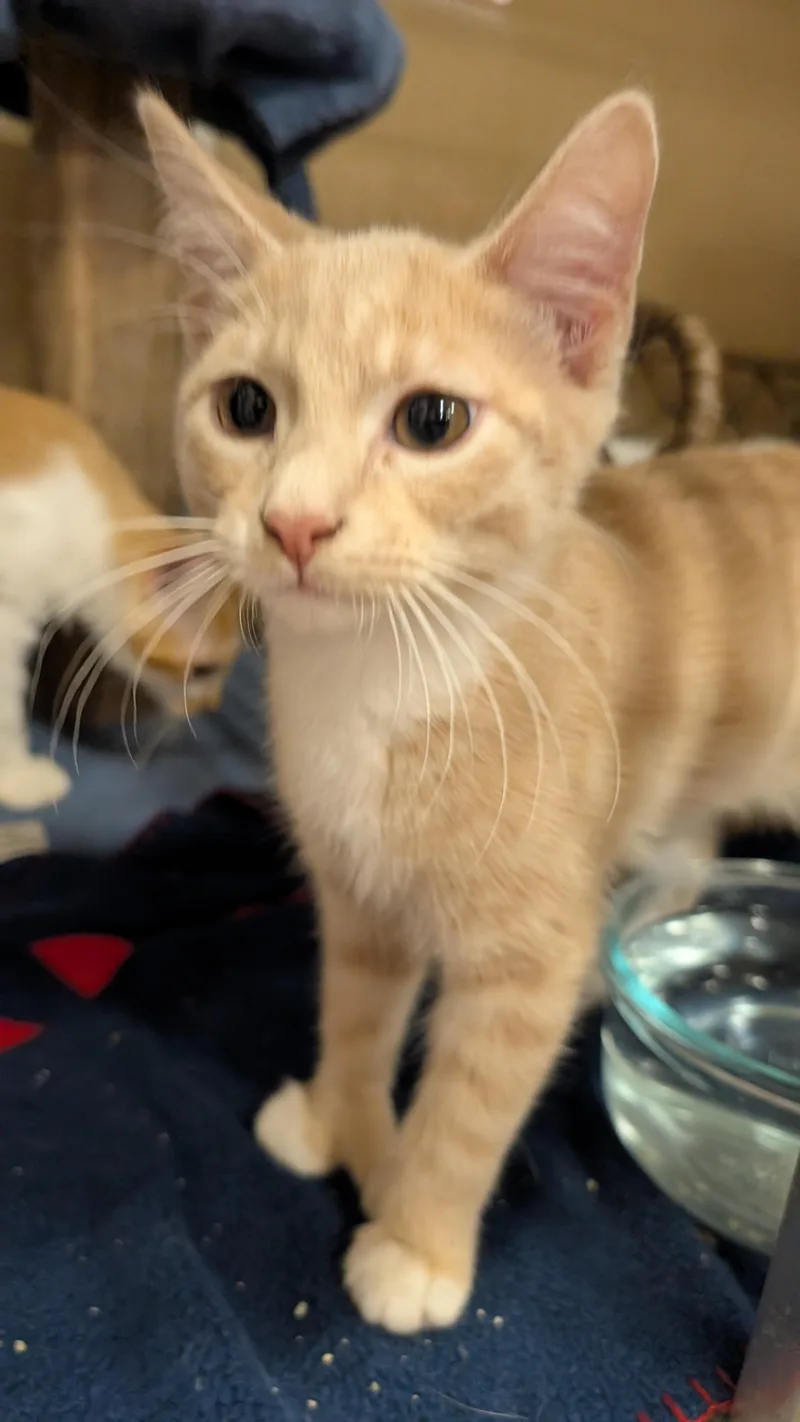 A young medium-sized male Orange & White Domestic Short Hair cat named Leo for adoption in Missoula, MT