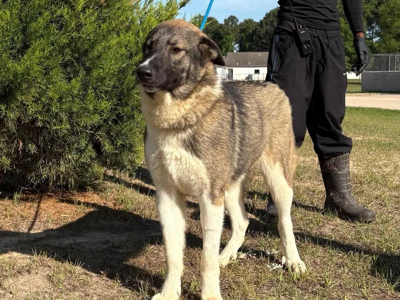 A young large-sized male Shepherd dog named Fritz for adoption in North Syracuse, NY