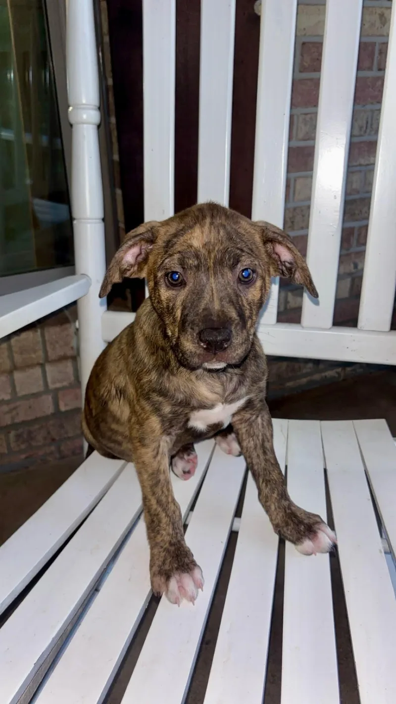 A baby medium-sized female Pit Bull Terrier dog named Mia B for adoption in Mobile, AL