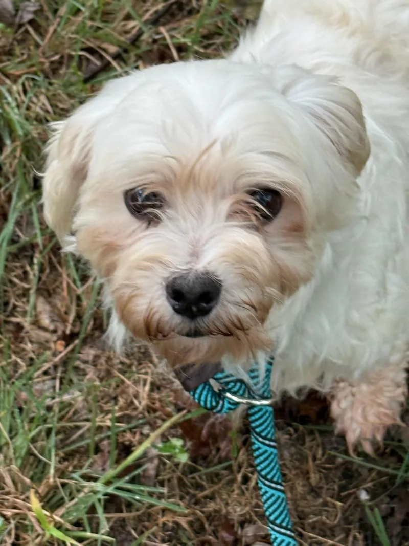 A senior small-sized male Maltese dog named Jeynell Collective for adoption in Blue Springs, MO