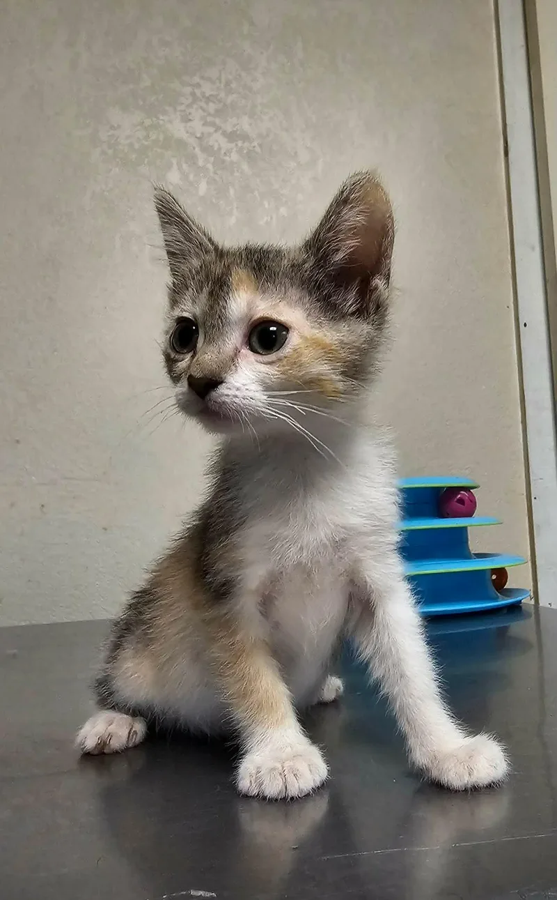 A baby medium-sized female Dilute Calico Domestic Short Hair cat named Callie for adoption in San Antonio, TX