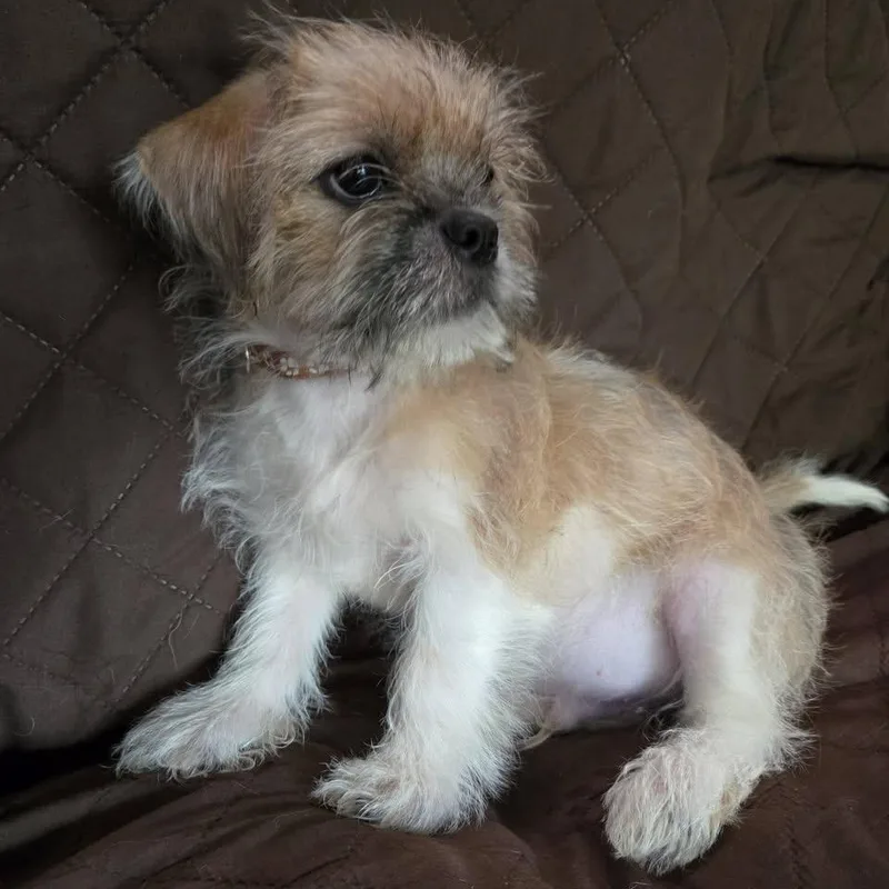 A baby small-sized male Shih Tzu dog named Norman for adoption in Springfield, MO