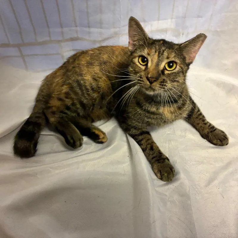 An adult medium-sized female Domestic Short Hair cat named Elana for adoption in Folsom, LA