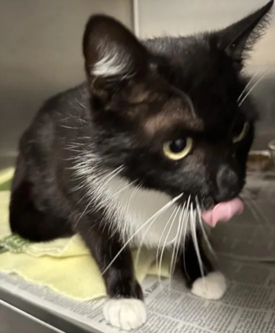 An adult large-sized female Domestic Short Hair cat named Summer for adoption in San Pedro, CA