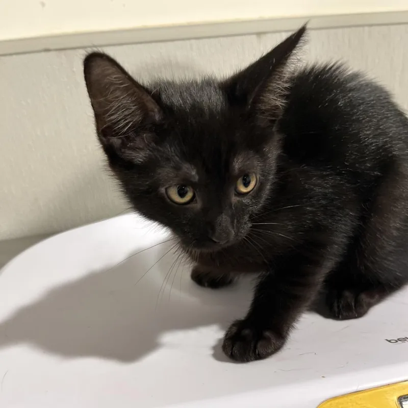A baby small-sized female Black Domestic Short Hair cat named Babe for adoption in Tampa, FL