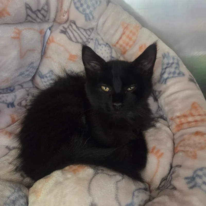 A baby small-sized male Black Domestic Long Hair cat named KeeKee for adoption in Spokane, WA