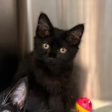 A baby small-sized female Black Domestic Medium Hair cat named Westie for adoption in Davenport, IA