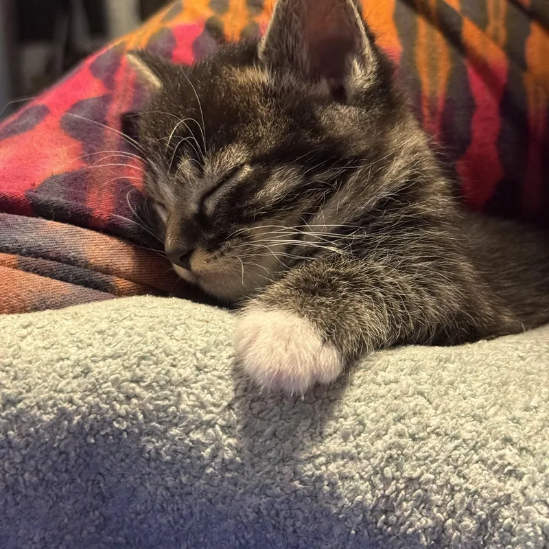 A baby medium-sized male Tabby (Brown / Chocolate) Domestic Short Hair cat named Roosevelt for adoption in Omaha, NE