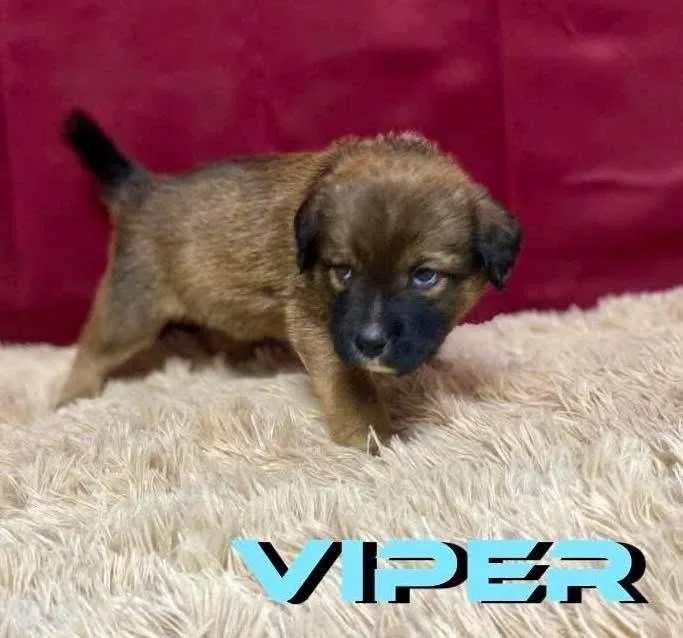 Viper thumbnail 4