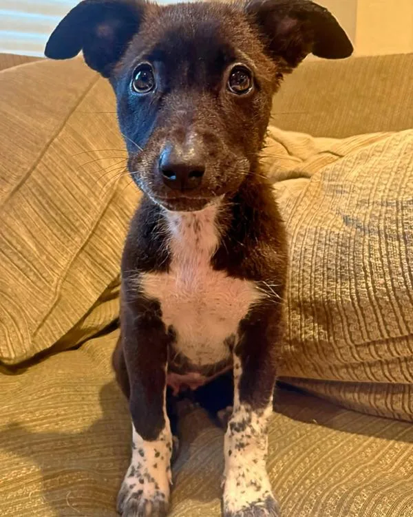 A baby small-sized female Australian Cattle Dog / Blue Heeler dog named Maisie for adoption in Novato, CA