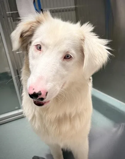 An adult large-sized female Australian Shepherd dog named Polo for adoption in Roseville, CA