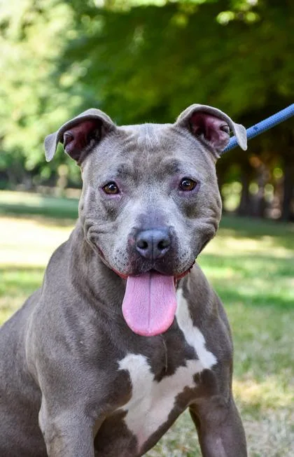 An adult large-sized female American Staffordshire Terrier dog named Swift for adoption in Yakima, WA