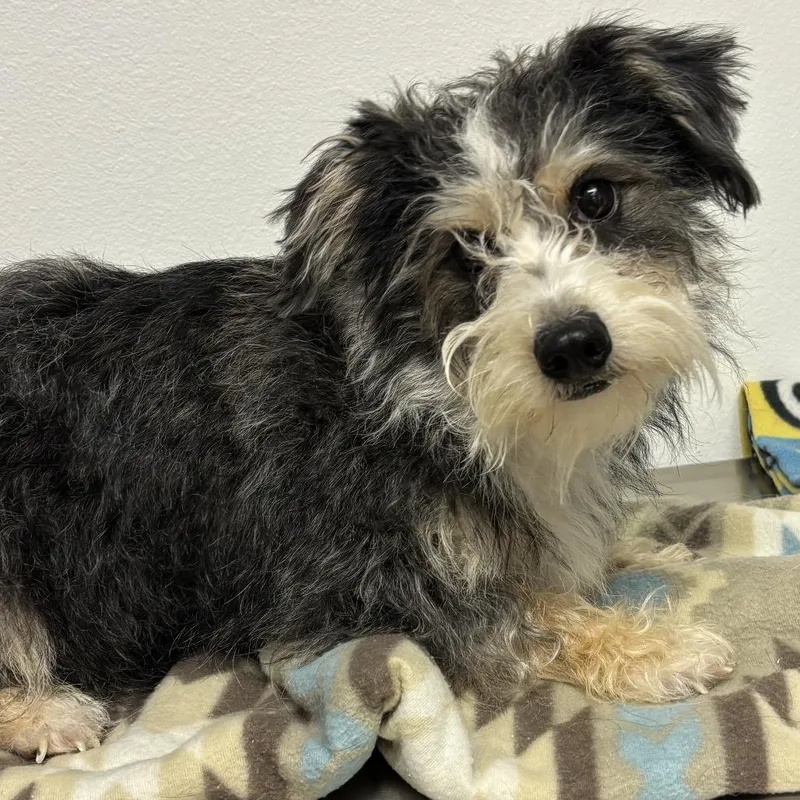 An adult small-sized female Gray / Blue / Silver Schnauzer dog named Oakley for adoption in Calverton, NY