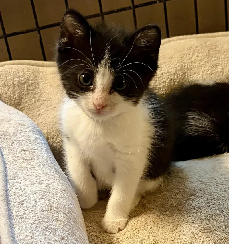A baby medium-sized male Black & White / Tuxedo Domestic Short Hair cat named Danny for adoption in Houghton Lake, MI