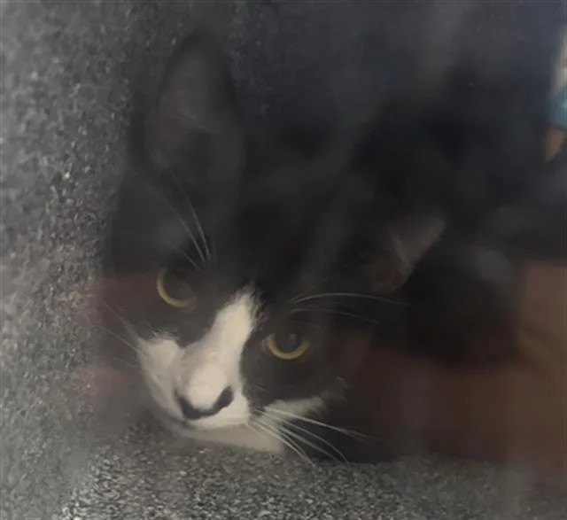 A young medium-sized female Domestic Short Hair cat named Boy for adoption in Dallas, TX