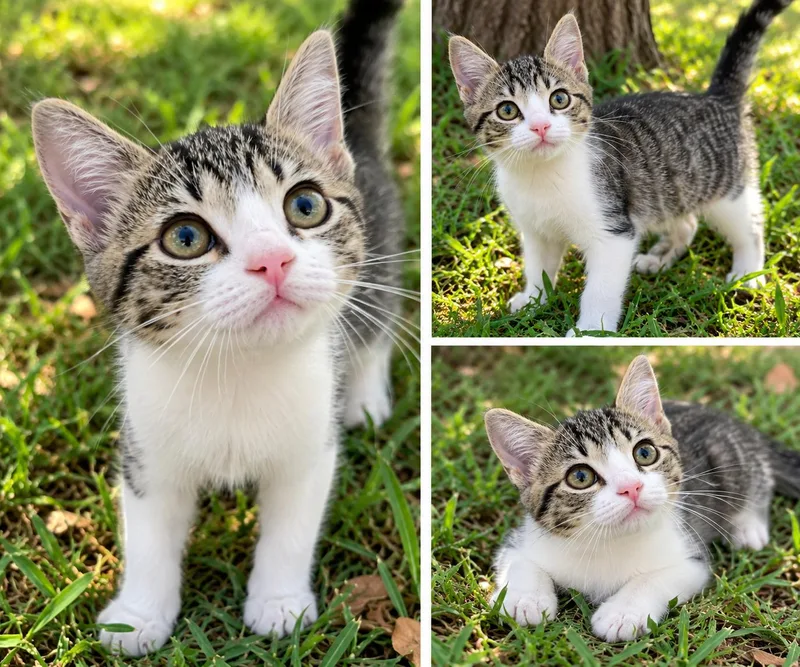 A baby medium-sized male Orange & White Domestic Short Hair cat named Cookie for adoption in Kiln, MS