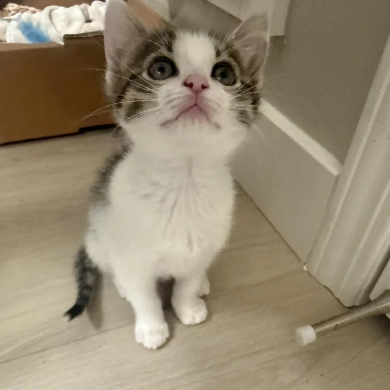 A baby small-sized female Tabby (Brown / Chocolate) Domestic Short Hair cat named Dosido for adoption in Davis, CA
